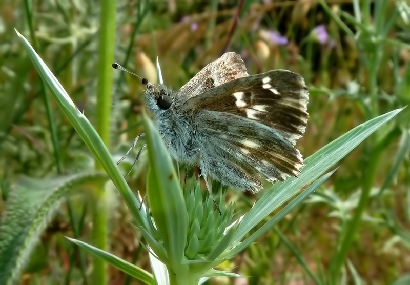 Da id   Carcharodus lavatherae  ????